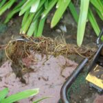 Tree Roots in Sewer Line Westminster, CA, toilet backing up into tub