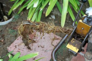 Tree Roots in Sewer Line Westminster, CA