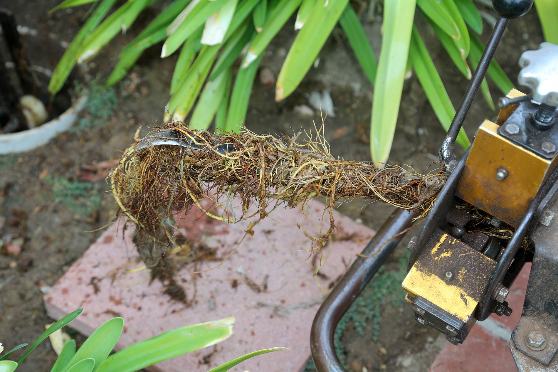 Tree Roots in Sewer Line Westminster, CA, toilet backing up into tub